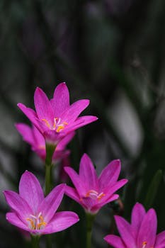 Bright pink rain lilies with soft focus background, perfect for floral and nature themes.