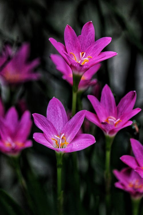 Darmowe zdjęcie z galerii z fioletowe kwiaty, flora, krokus