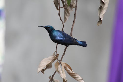 Free Blue Bird on Brown Tree Branch Stock Photo