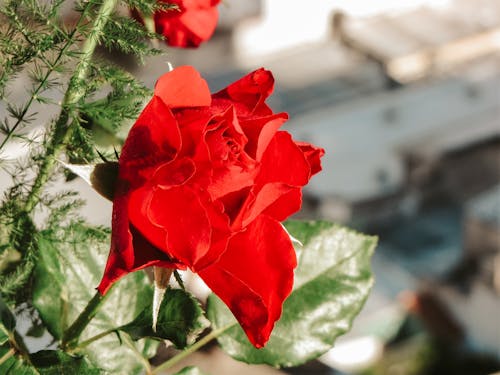 Free Close Up of a Red Rose  Stock Photo