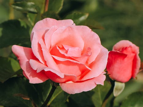 Detailed close-up of a blooming pink rose with soft petals, capturing its natural beauty.