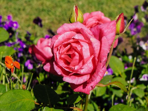 Close Up Photo of
 Pink Rose and Buds