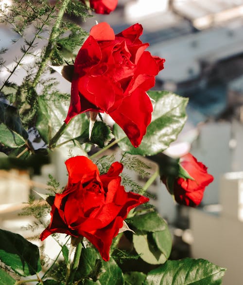 Free Close Up Photo of Red Roses Stock Photo