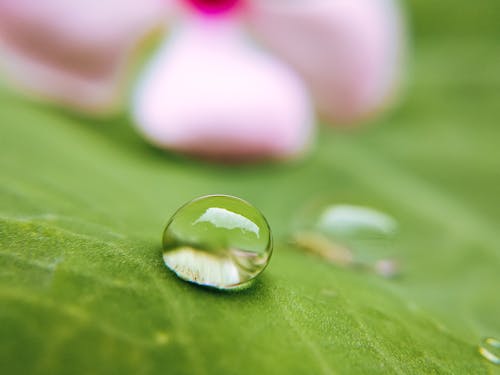 Free Water Drop on Green Leaf Stock Photo