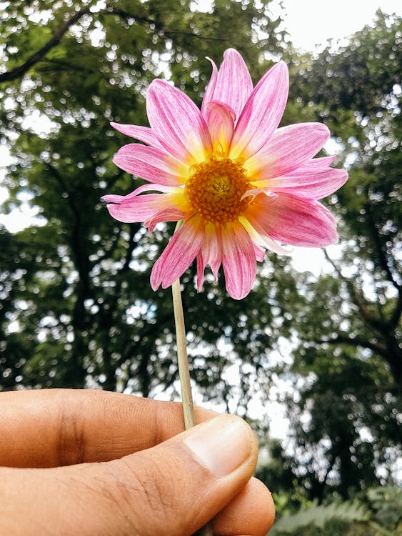 Kostnadsfri bild av blomma, botanisk, daisy