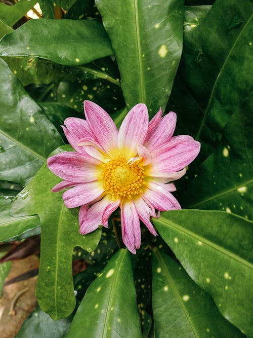 Gratis arkivbilde med blader, blomst, blomsterblad