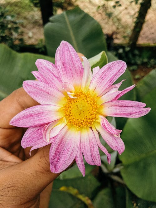 Безкоштовне стокове фото на тему «ботанічний, квітка, листя»