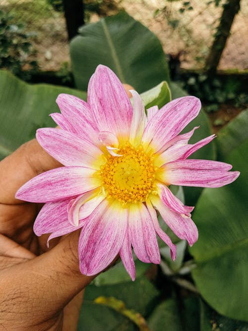 Kostenloses Stock Foto zu blätter, blume, blütenblätter