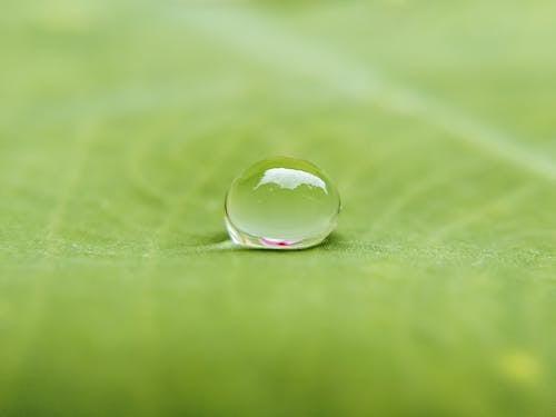 무료 H2O, 녹색, 매크로의 무료 스톡 사진