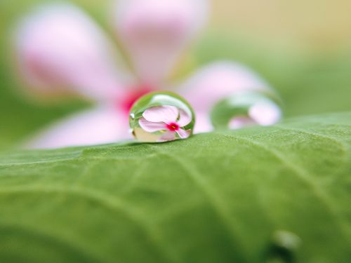 Free Close-up macro image of a dewdrop on a green leaf reflecting a delicate pink flower. Stock Photo