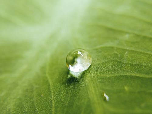 Free Water Drop on Green Leaf Stock Photo