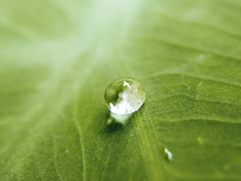 Water Drop on Green Leaf · Free Stock Photo