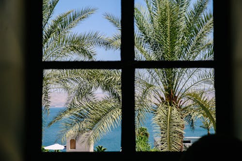 View from Window on Palm Trees and Sea 