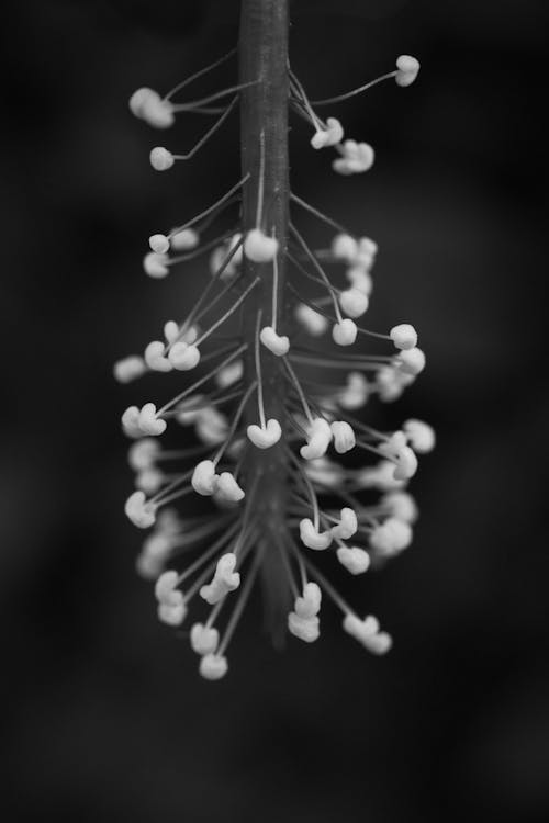 Free Black and white abundance of tiny gentle flowers on sprig of tree growing in wild forest on blurred background in nature Stock Photo