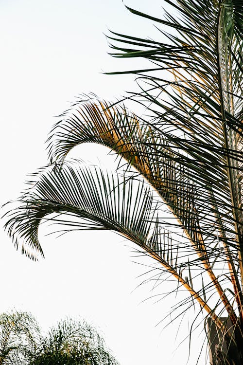 Green Palm Tree Leaves