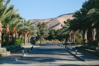A peaceful road lined with palm trees stretches towards distant hills, perfect for travel and nature themes.