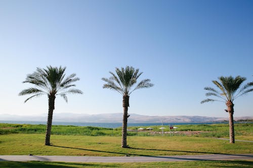 Palm Trees Against Clear Sky