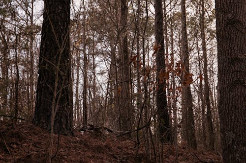 Fotos de stock gratuitas de árbol, arboles, fotografía