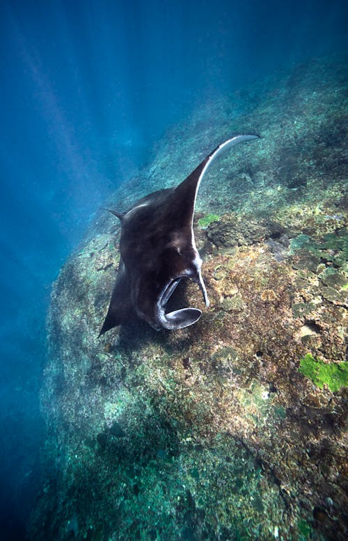 A Manta Ray Underwater 