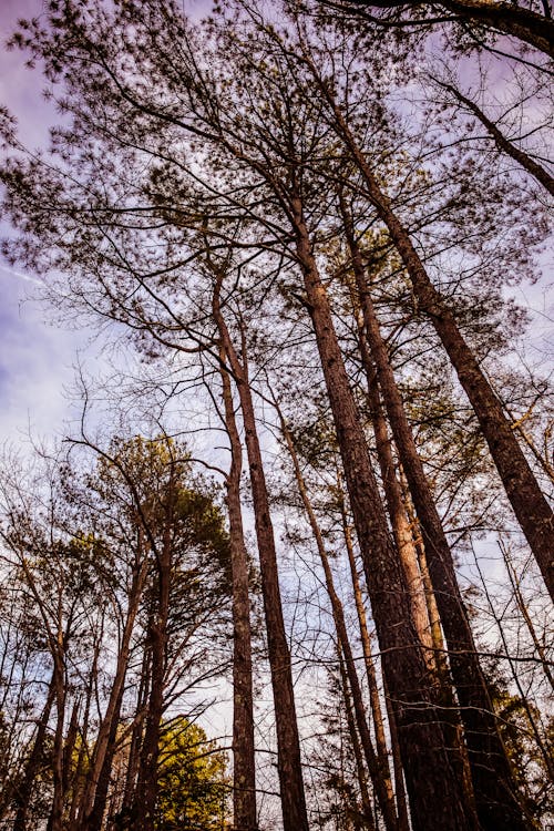 Fotos de stock gratuitas de árbol, arboles, fotografía