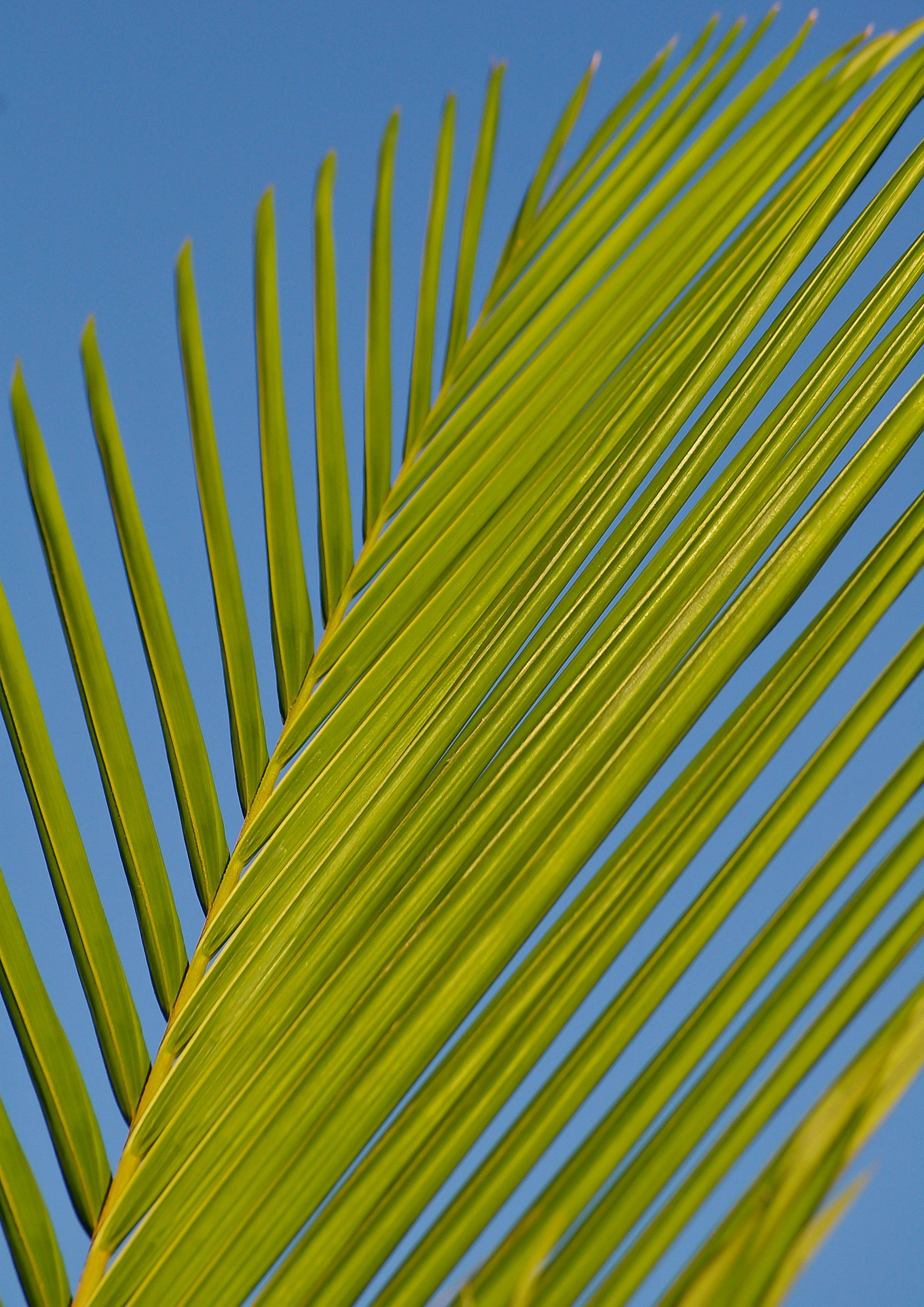 Free Detailed close-up of a bright green palm leaf set against a clear blue sky, embodying tropical vibes. Stock Photo