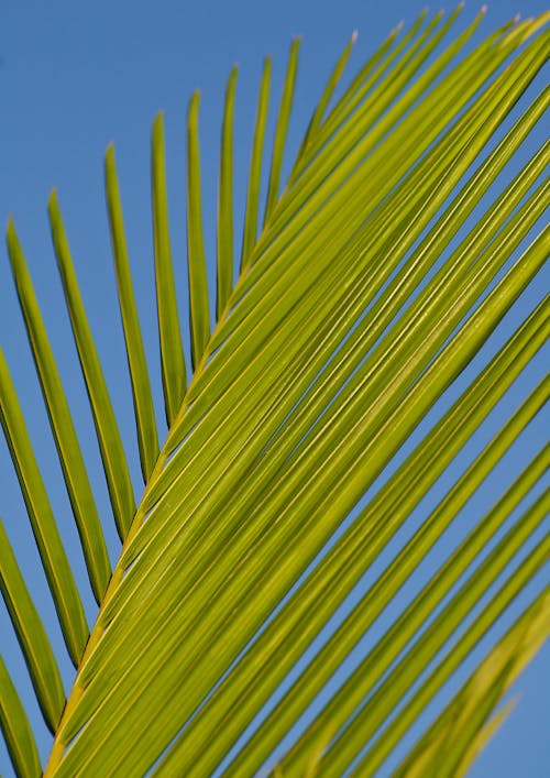 Ücretsiz Gündüz Yeşil Palmiye Ağacı Dalı Stok Fotoğraflar
