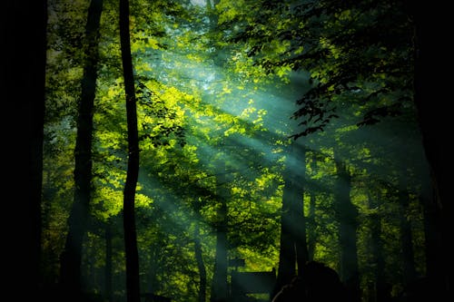 Free Sun Rays Passing through the Forest Stock Photo
