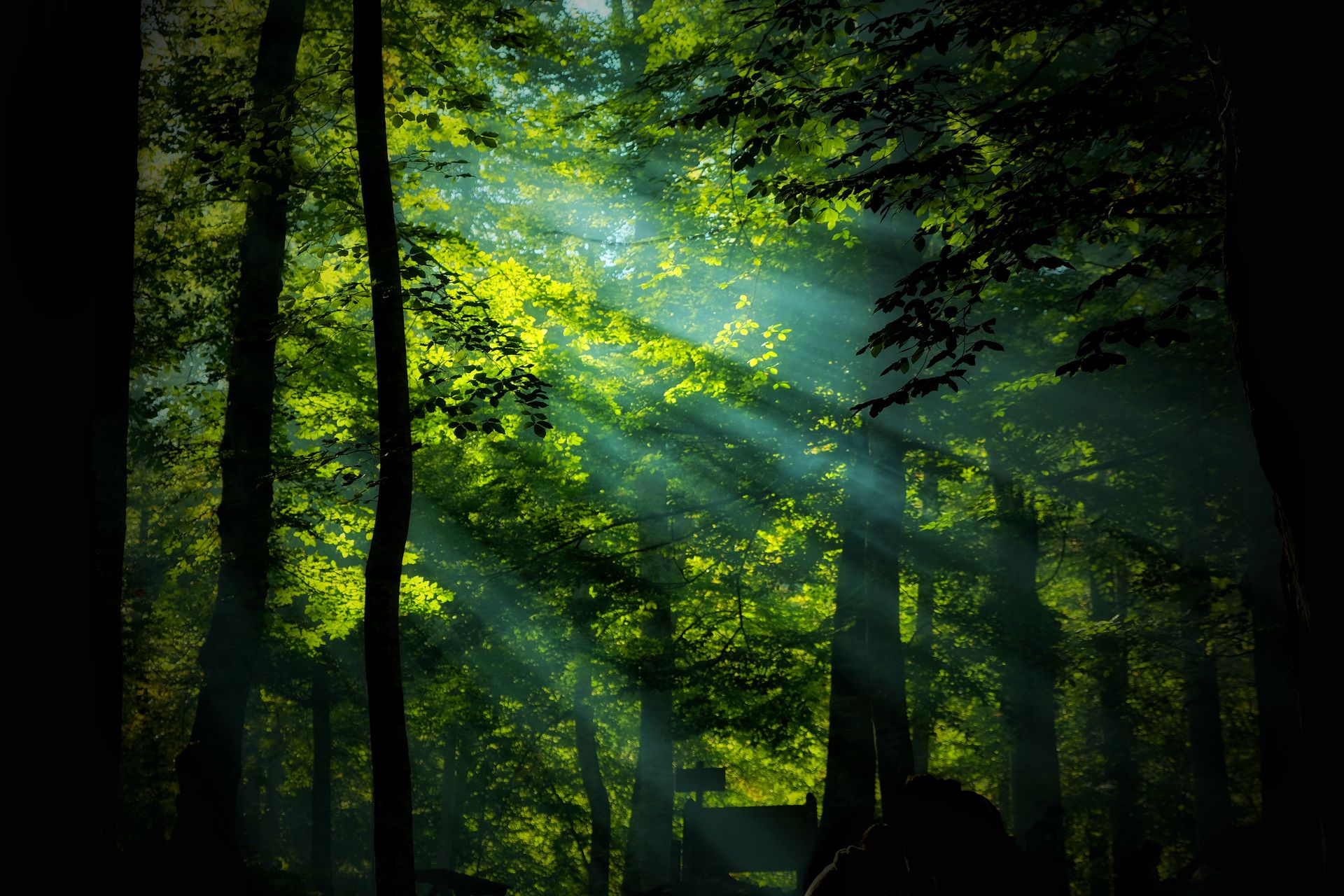 Serene forest scene with sunbeams creating ethereal light through the lush green trees.