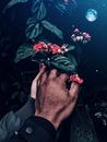 星空月色下，双手轻抚着深绿叶间的红花