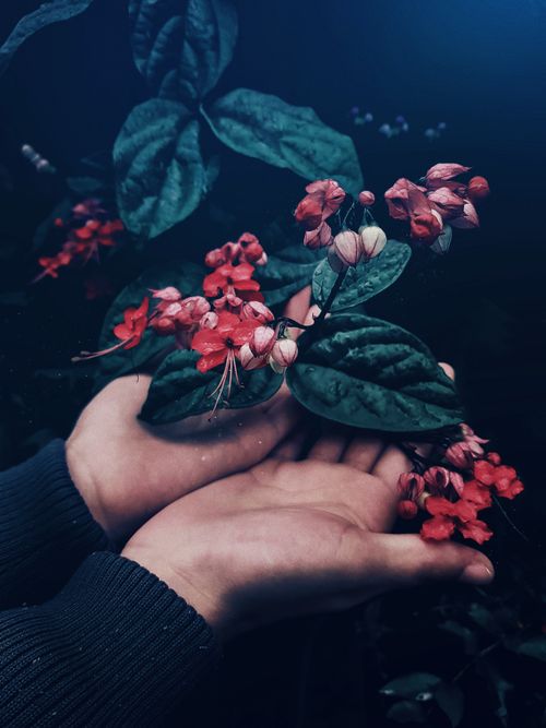 Free Close-up of hands holding vibrant red flowers with dark green leaves, evoking a sense of delicate growth. Stock Photo