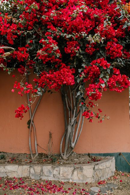 Lush red bougainvillea in full bloom climbing a wall in a garden setting.