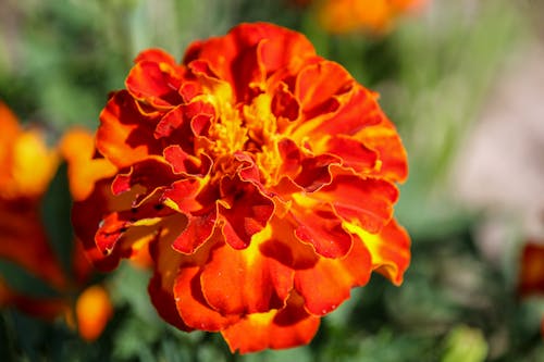 Macro Photography of a Blooming Marigold