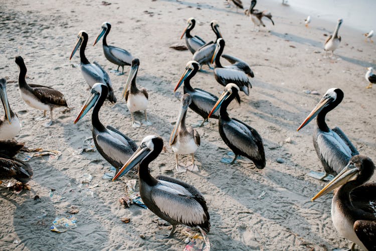 Flock Of Black And White Pelicans On Sandy Coastline