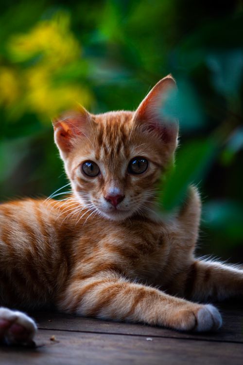 Free Adorable orange tabby kitten relaxing outdoors with greenery in the background. Stock Photo