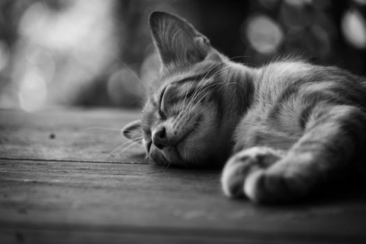 一只虎斑猫安静地睡在木制表面上，以黑白色调拍摄