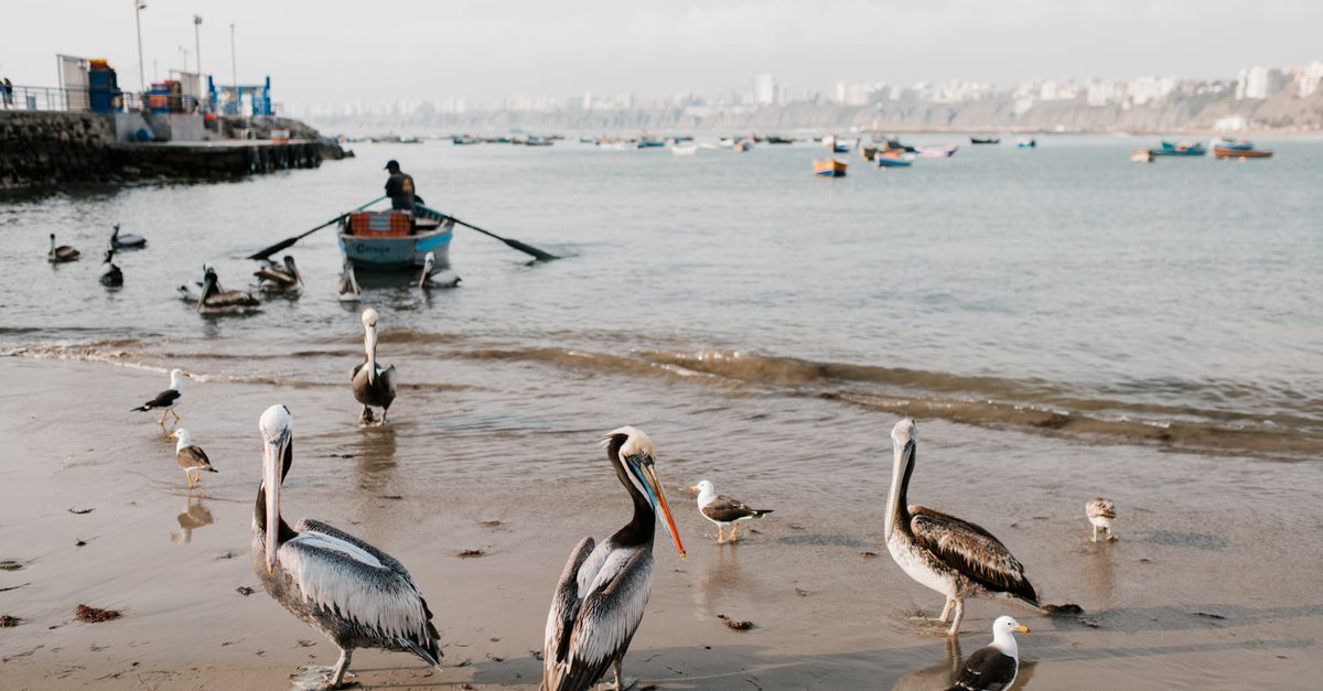 Lima