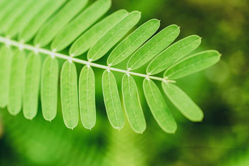 Macro Photography of Green Fern Leaves