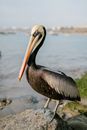 Large wild pelican with brown plumage standing on dry stone on blurred coast background on sunny day