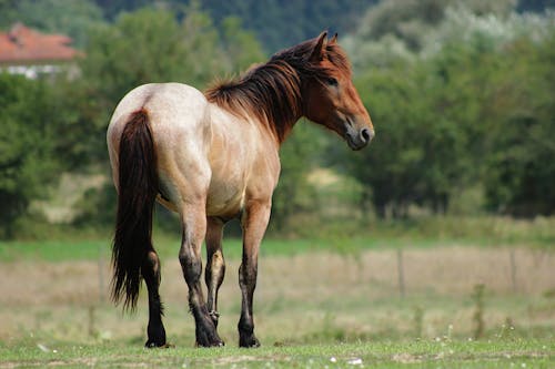 Gratuit Imagine de stoc gratuită din animal, cal, câmp Fotografie de stoc