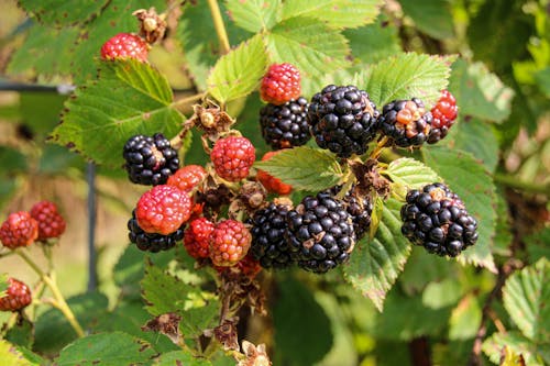 Free Shrub with Blackberries Stock Photo