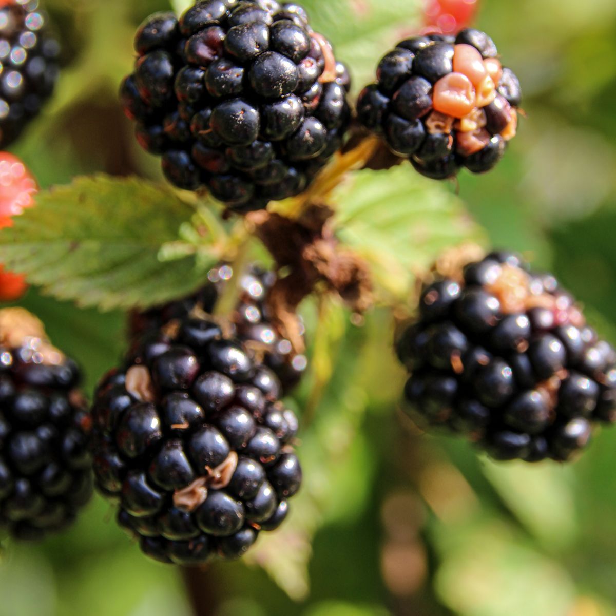 Blackberry fruit