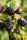 blackberries