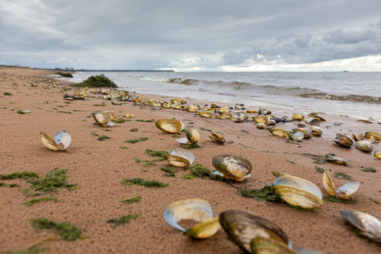 Clam Shells On A Beach Shore