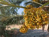 Yellow Round Fruit on Tree