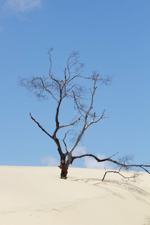 Free A Leafless Tree in a Desert Stock Photo