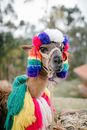 Brown Horse With White and Purple Head Dress