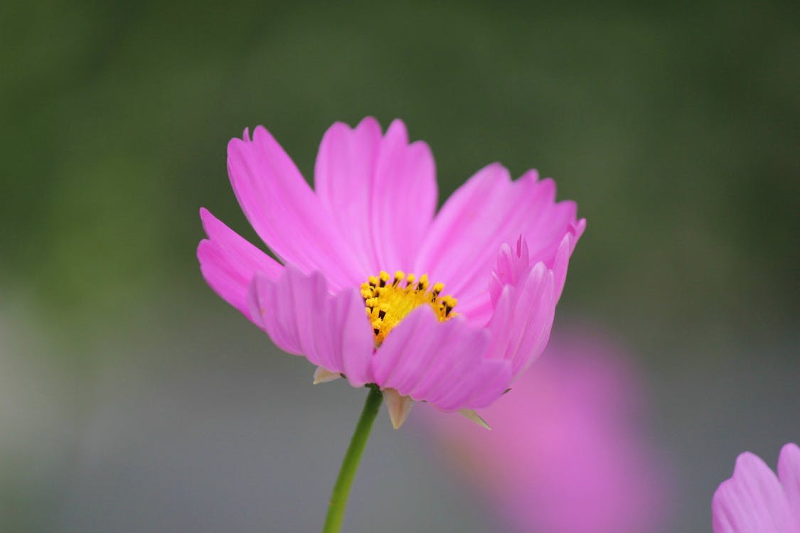 бесплатная Розовый цветок с лепестками Стоковое фото