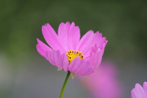 Free Close-up of a vibrant pink cosmos flower in full bloom against a blurred background. Stock Photo