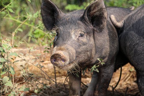 Close-up of Black Pig on Farm