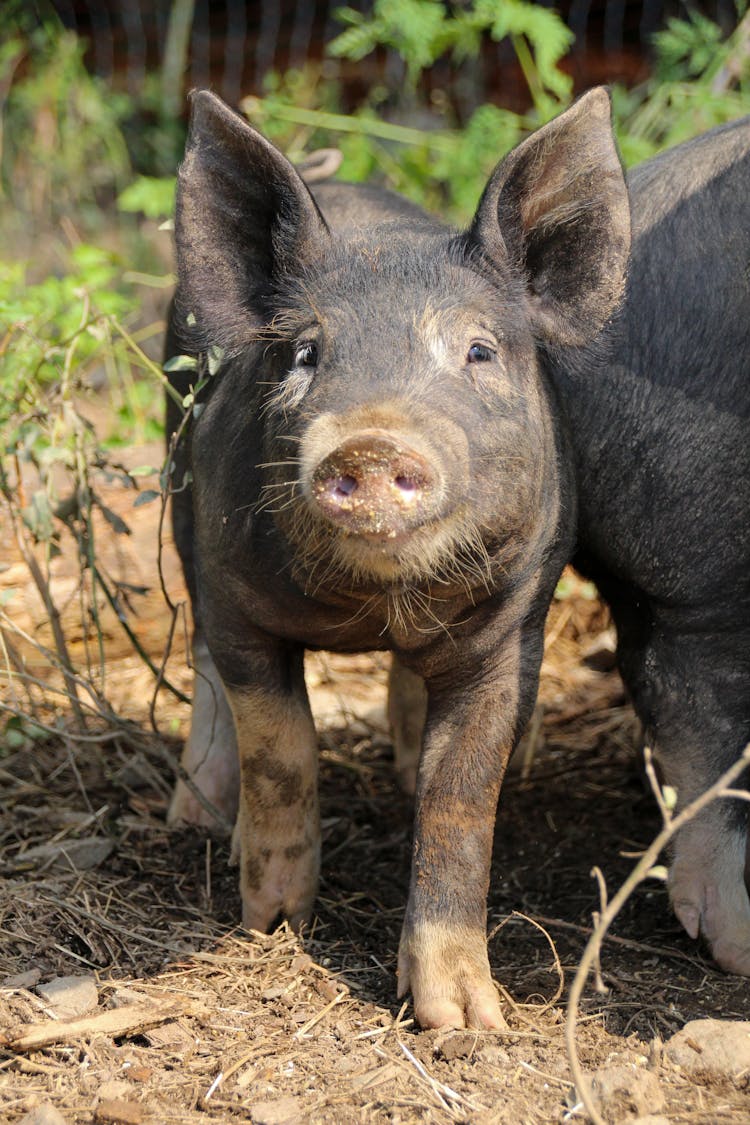 Portrait Of Cute Black Piglet Outside